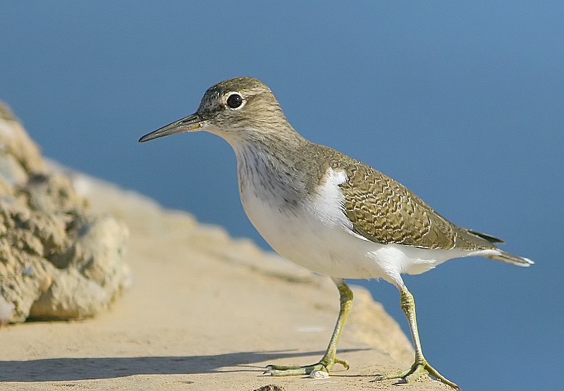 Common Sandpiper