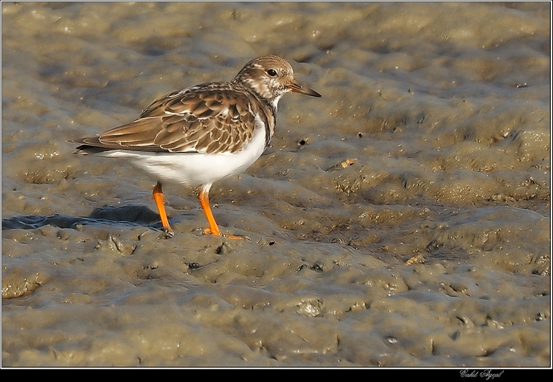 Ruddy Turnstone