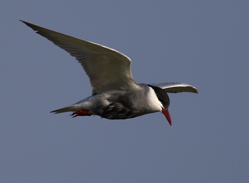 Whiskered Tern