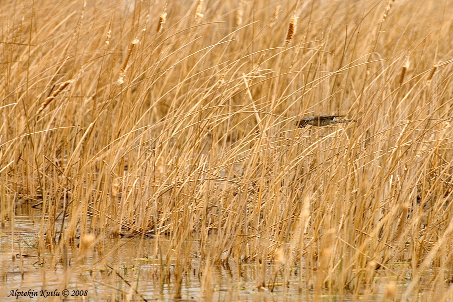 Eurasian Sparrowhawk