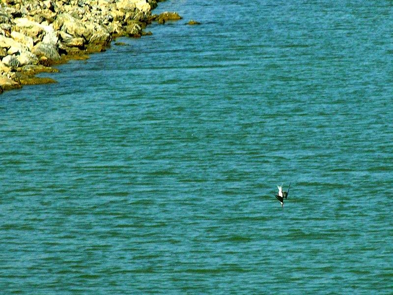 Sandwich Tern
