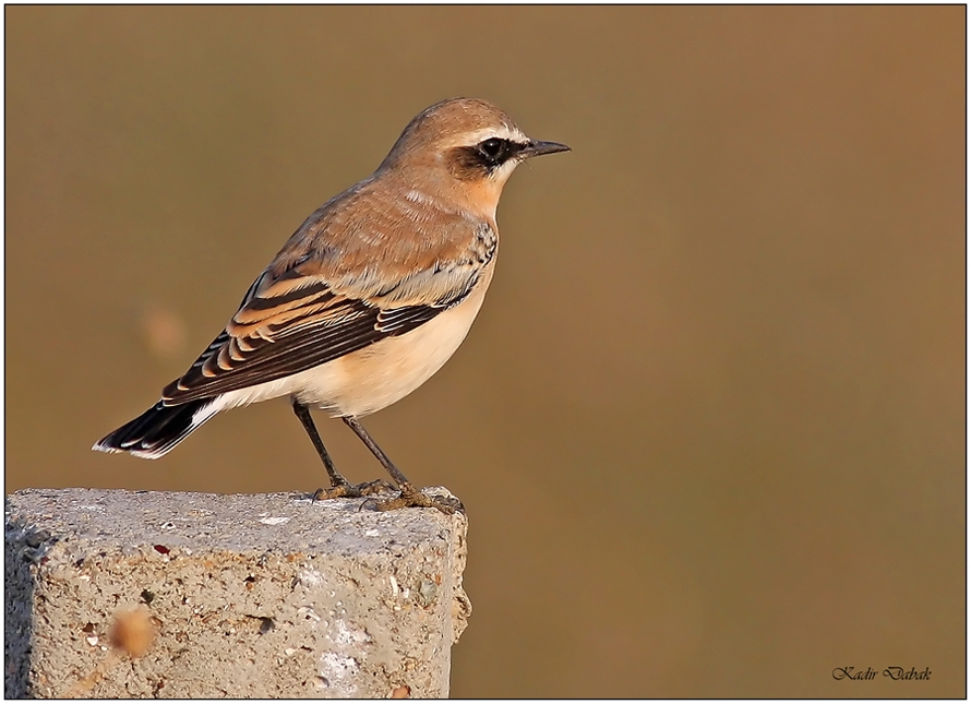 Northern Wheatear