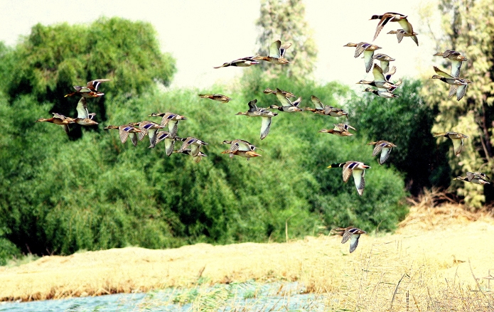 Mallard