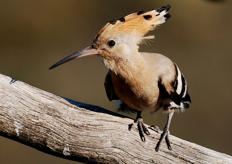 Common Hoopoe