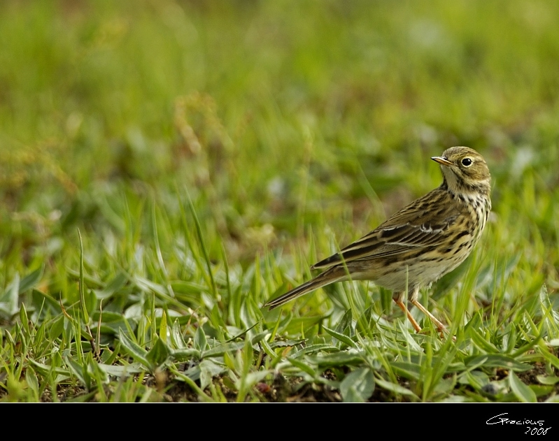 Meadow Pipit