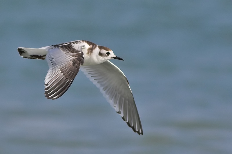 Little Gull