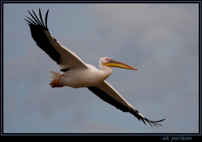 Great White Pelican