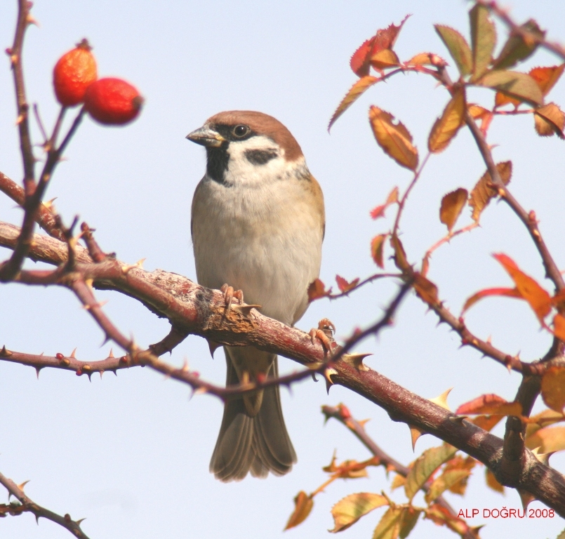 Eurasian Tree Sparrow