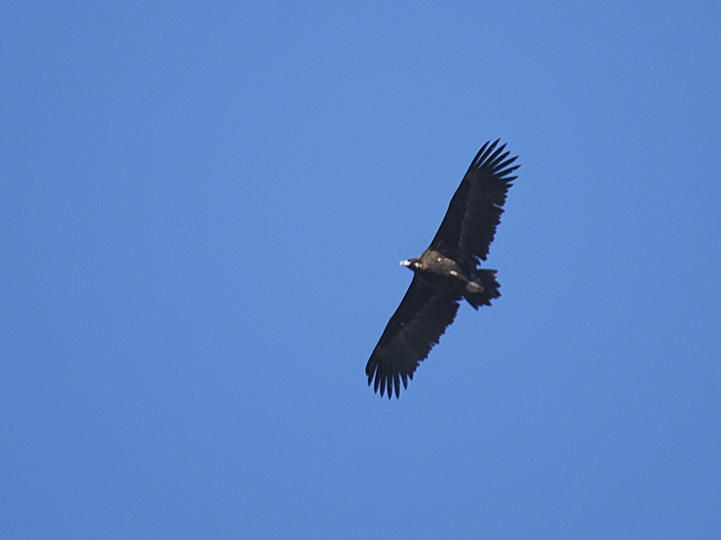 Cinereous Vulture
