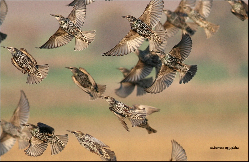 Common Starling
