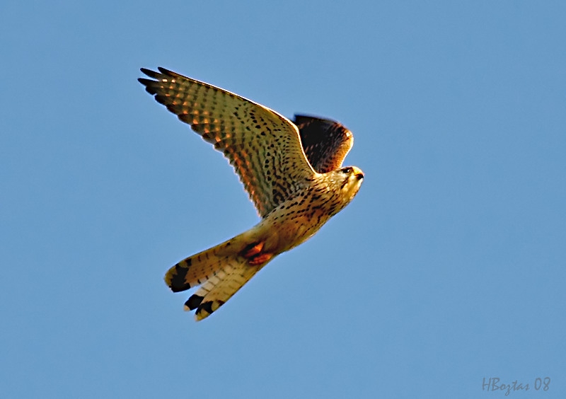 Common Kestrel