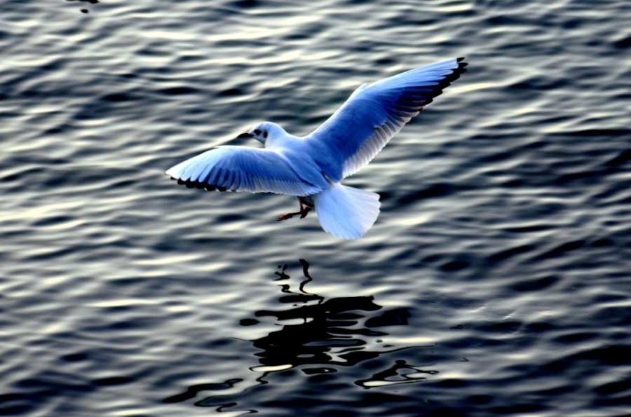 Black-headed Gull