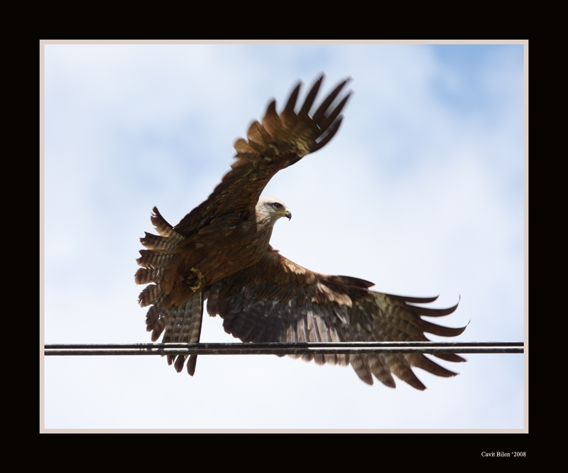 Black Kite