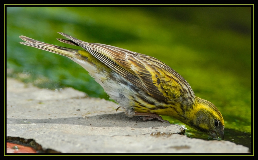European Serin