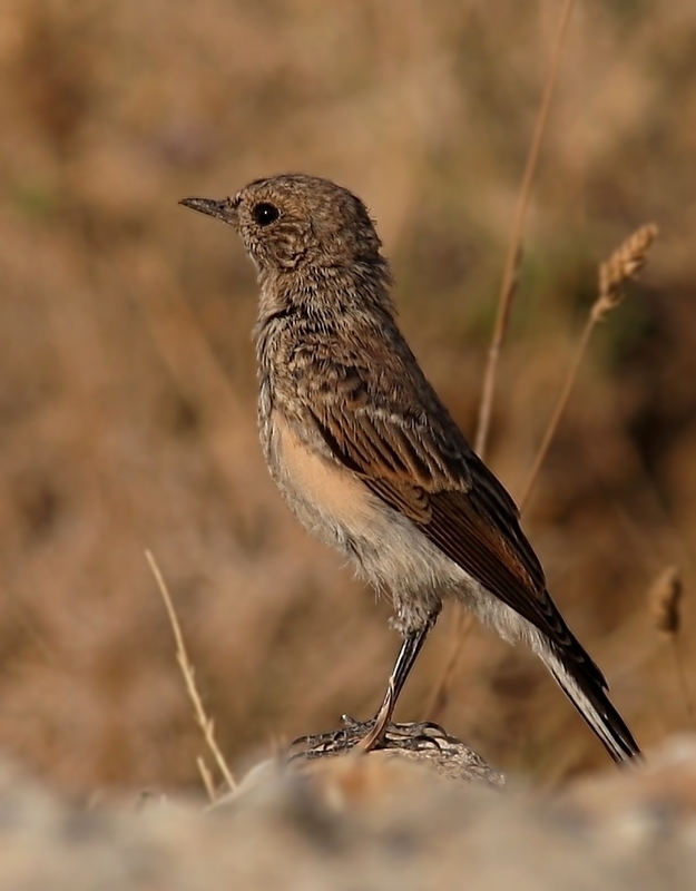 Northern Wheatear