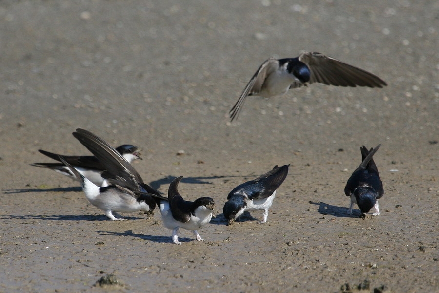 Western House Martin