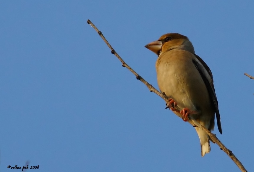 Hawfinch