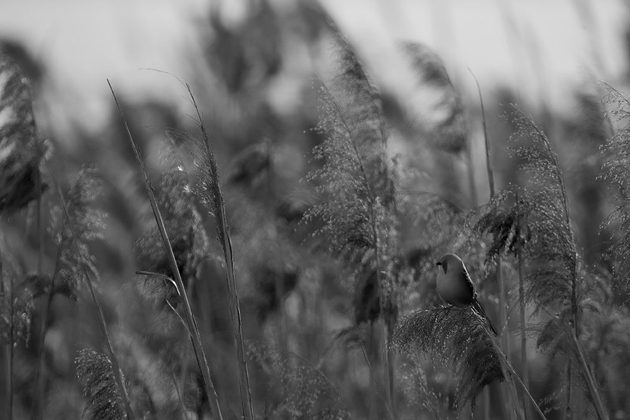 Bearded Reedling