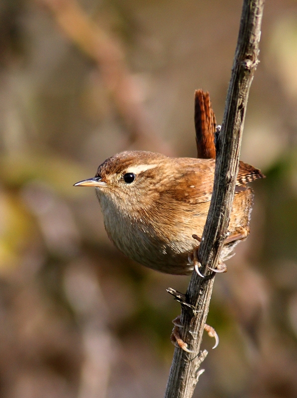 Eurasian Wren