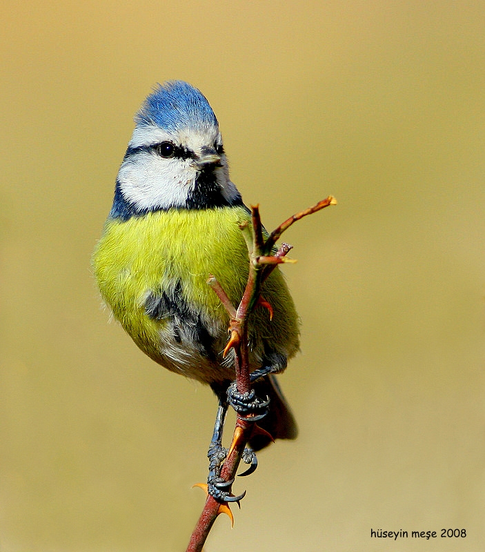 Eurasian Blue Tit