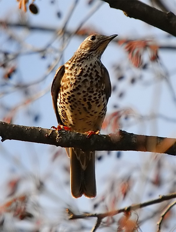 Mistle Thrush