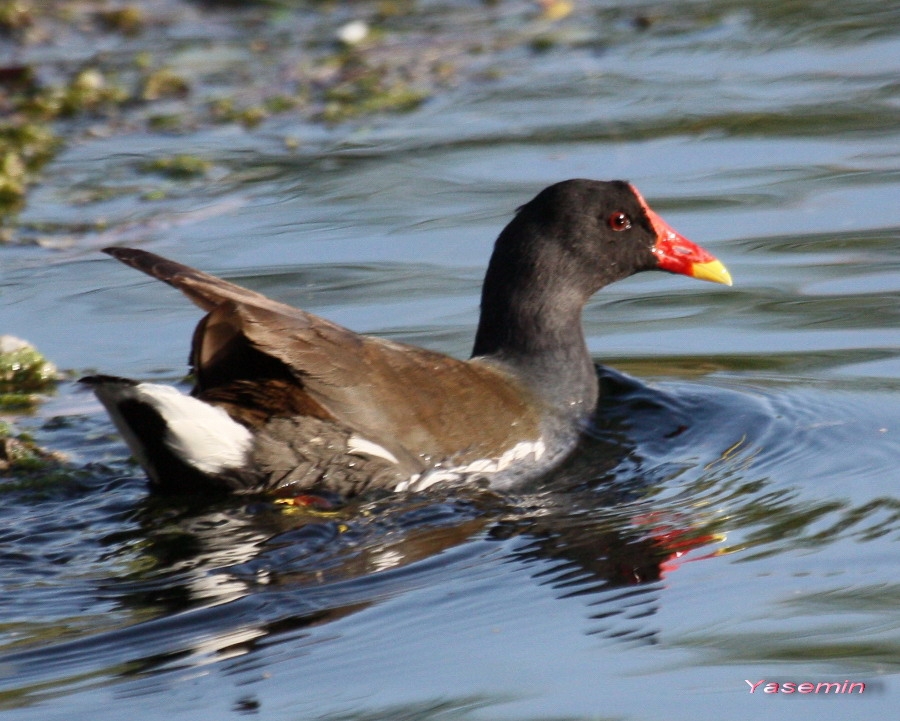 Common Moorhen