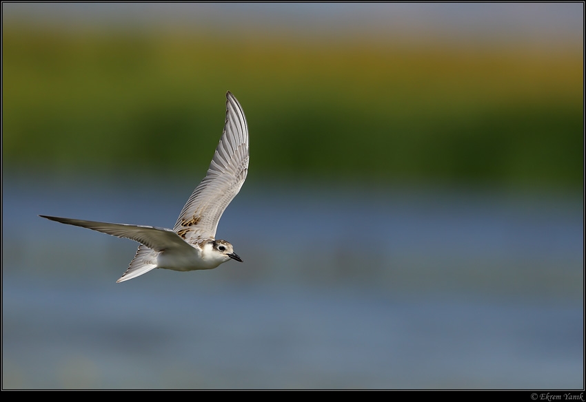 Whiskered Tern