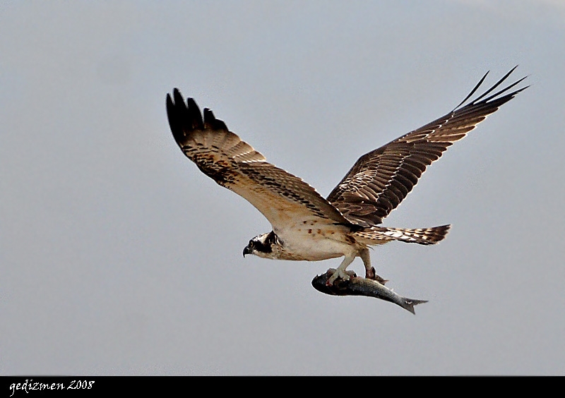 Osprey
