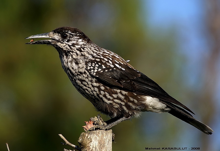 Northern Nutcracker