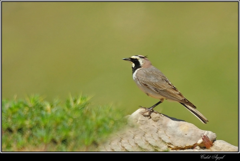 Horned Lark