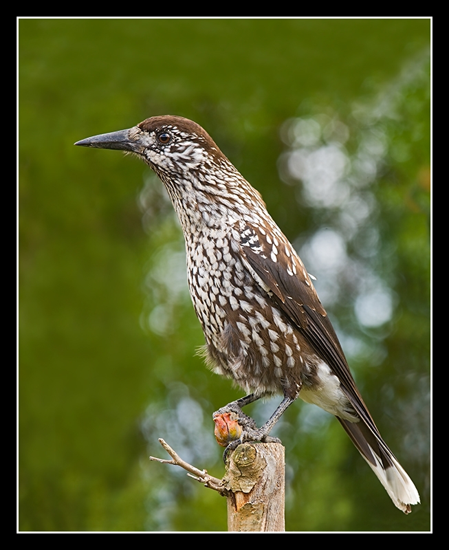 Northern Nutcracker