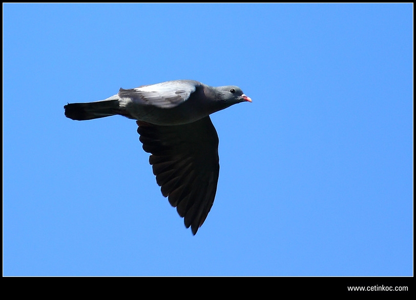 Stock Dove