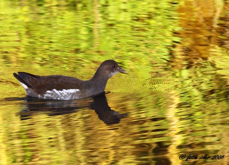 Common Moorhen