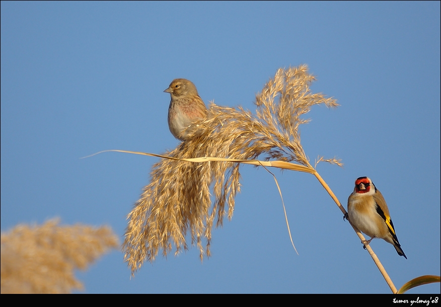 Common Linnet