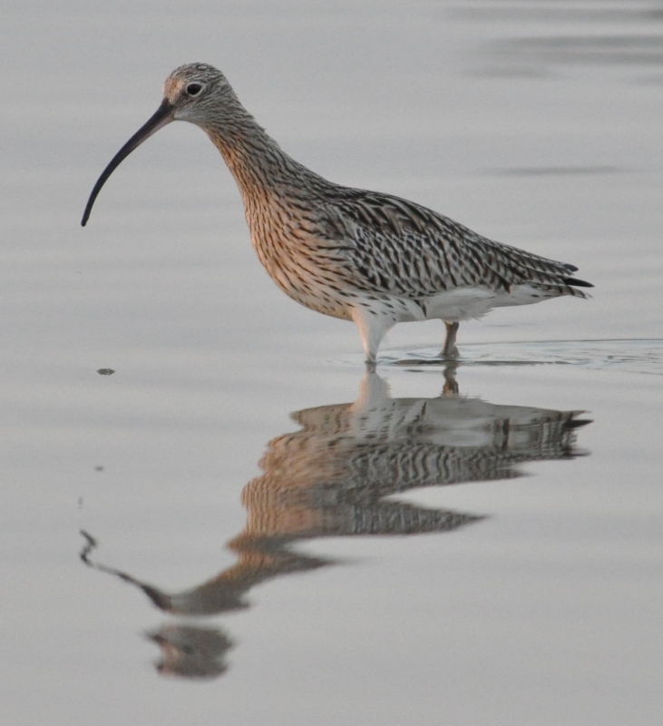 Eurasian Curlew