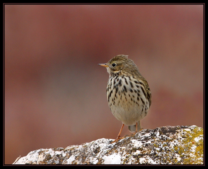 Meadow Pipit