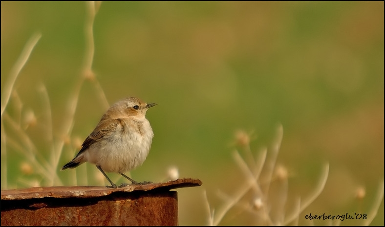 Northern Wheatear