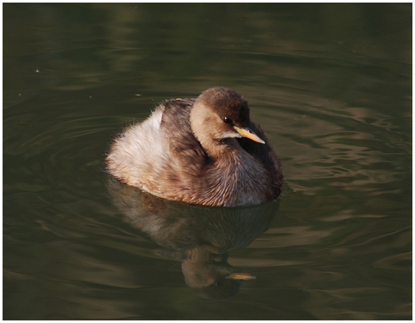 Little Grebe
