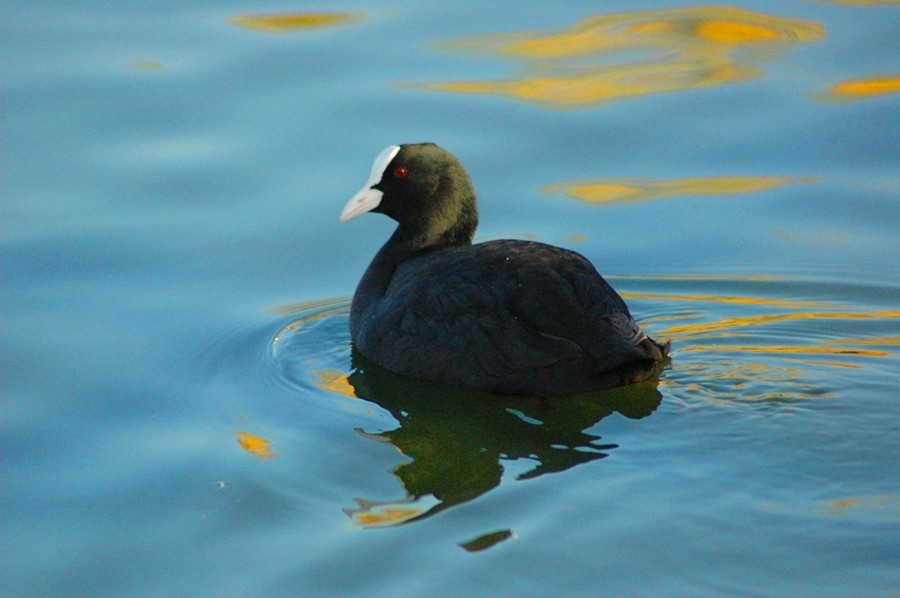 Eurasian Coot