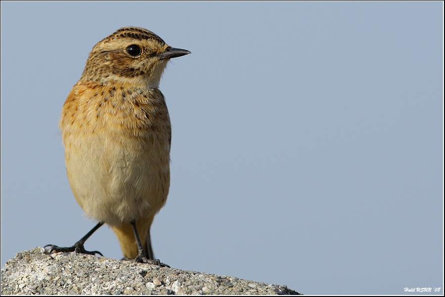 Whinchat