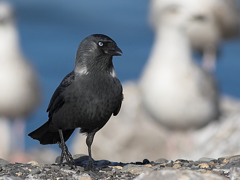 Western Jackdaw