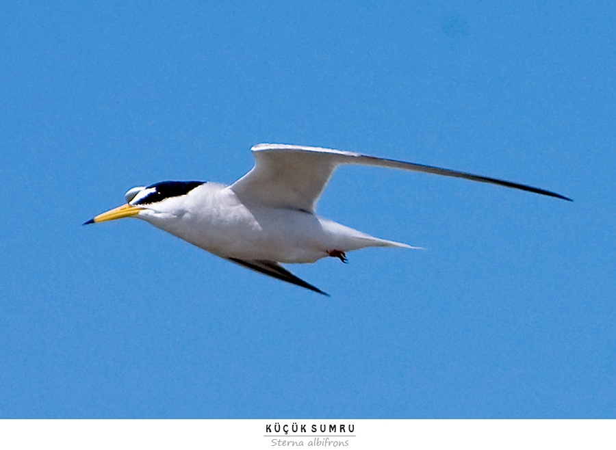 Little Tern