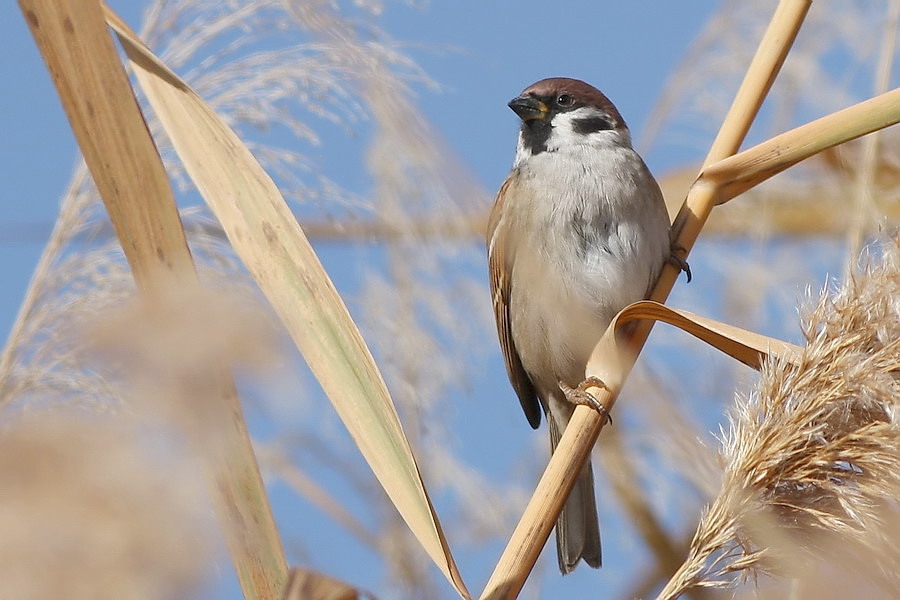Eurasian Tree Sparrow