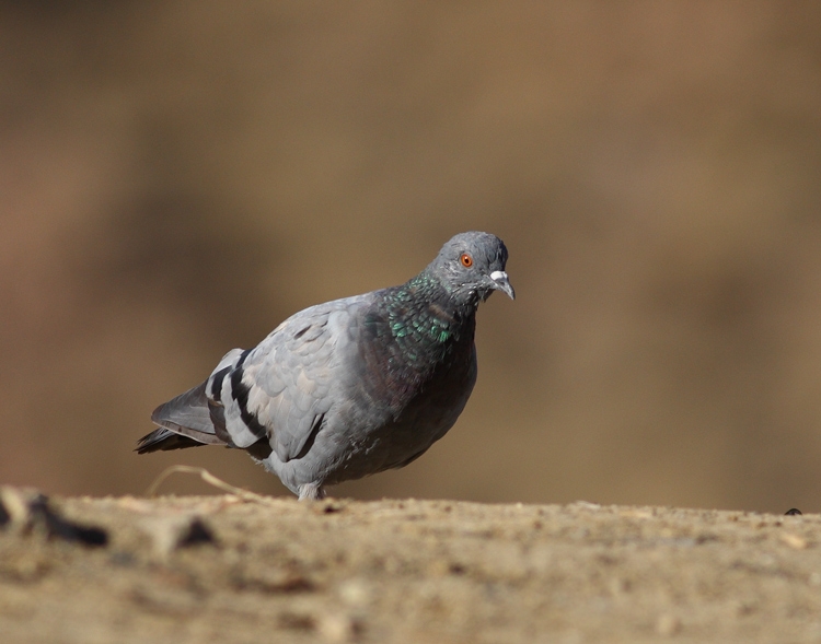 Rock Dove
