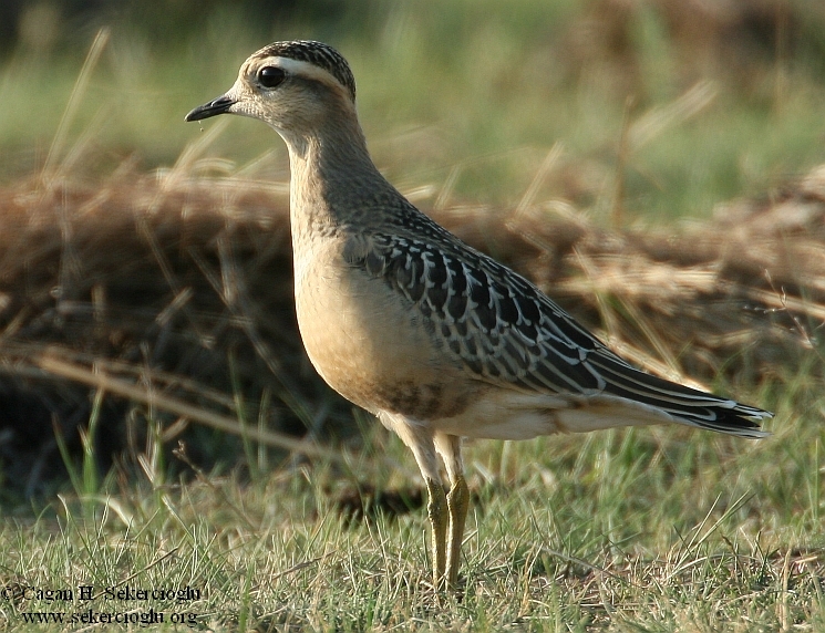 Eurasian Dotterel