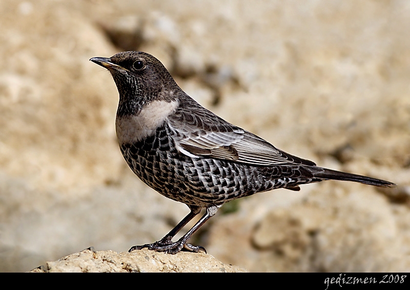 Ring Ouzel