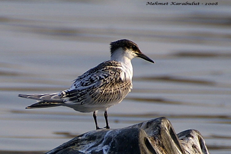 Sandwich Tern