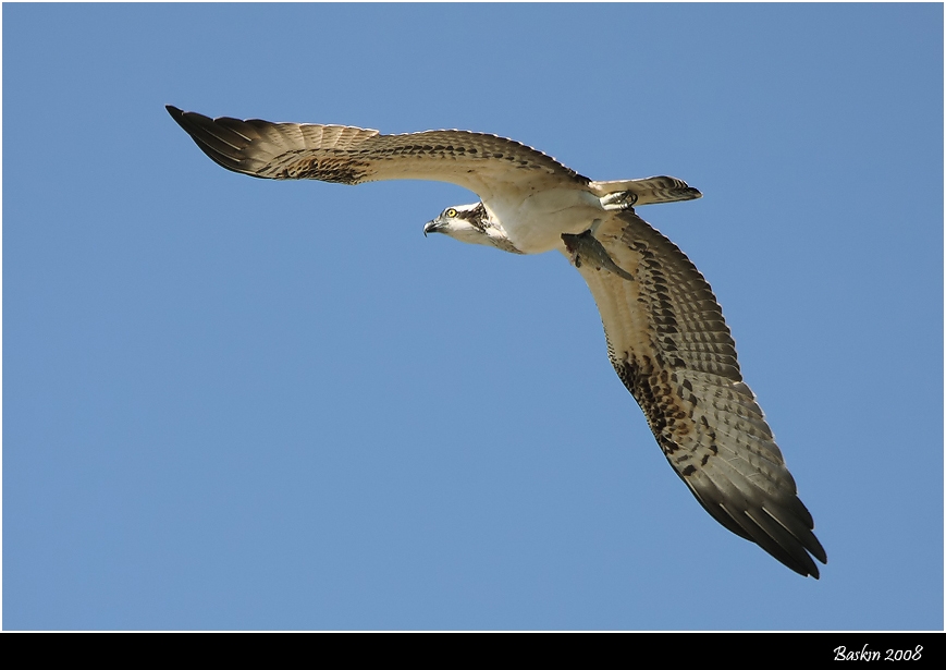 Osprey