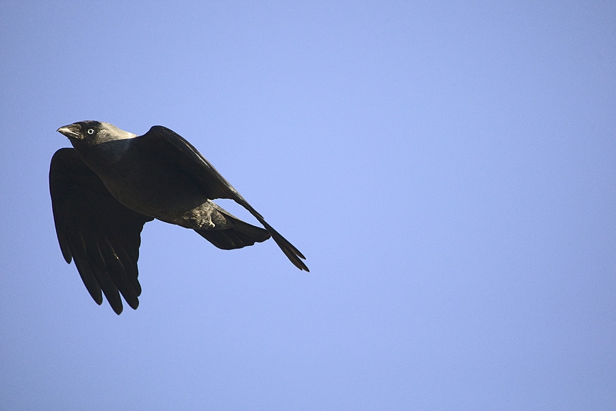 Western Jackdaw