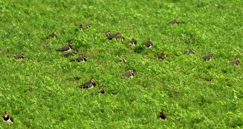 Northern Lapwing